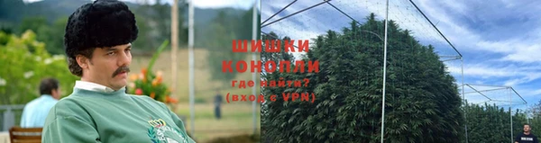 шишки Абаза